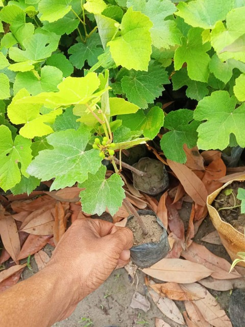 perennial no yes australian pink.jpg