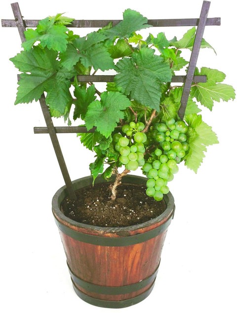 no perennial yes grapes fruit pl.jpg