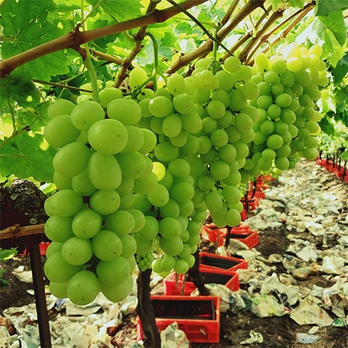 Fresh Green Grapes.jpg