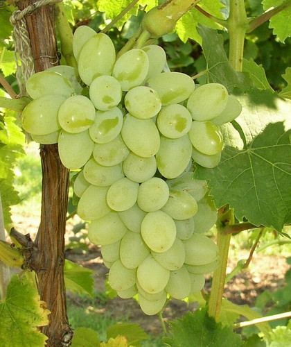 Grape vine Remaily White Seedles.jpg