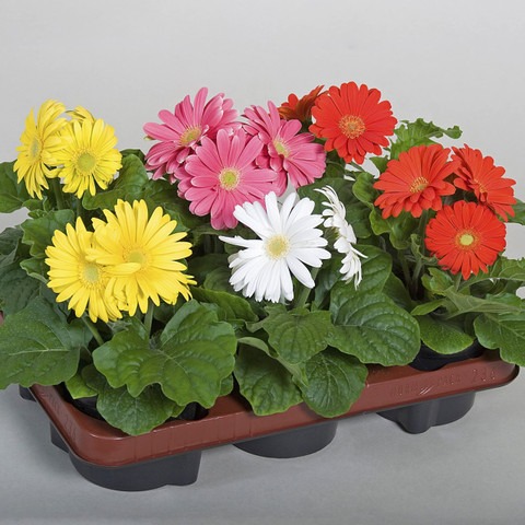 no perennial yes jamesoni calfor.jpg