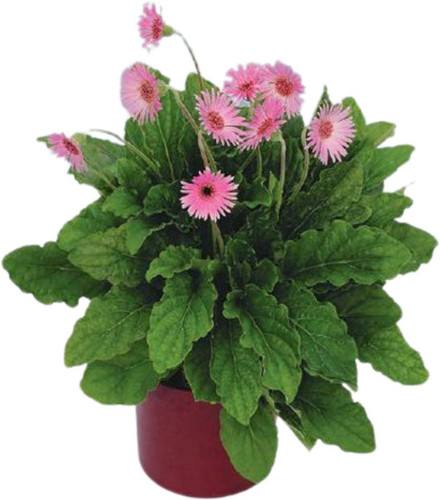 no perennial no gerbera italian.jpg
