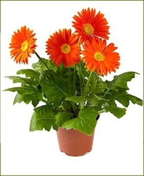 vibrant red gerbera daisy plant.jpg