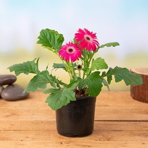 yes perennial yes gerbera plant.jpg