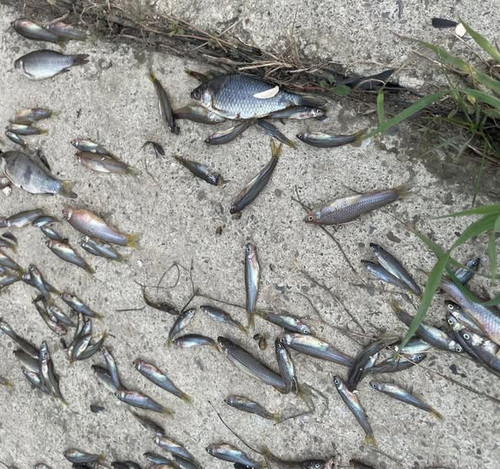 581519750 873656085017699 1451684628905137122 n.jpg?stp=dst jpg s590x590 tt6& nc cat=102&ccb=1 7& nc.jpg