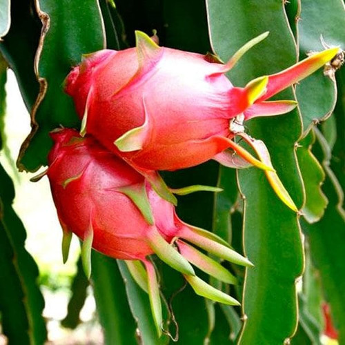 nurserylive dragon fruit ajagar.jpg
