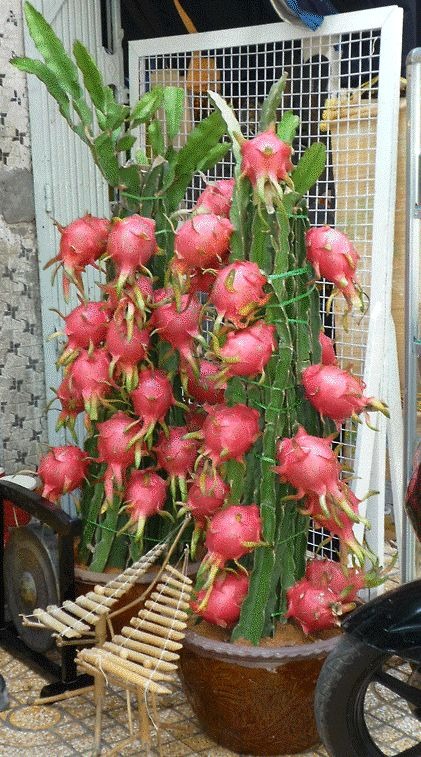 dragon fruit.jpg