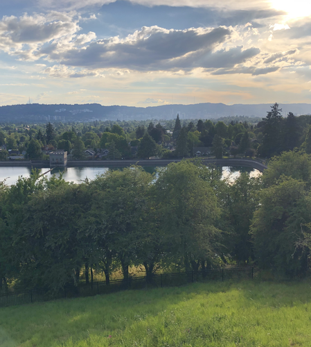 A close-up of fresh, vibrant microgreens ready for harvest.