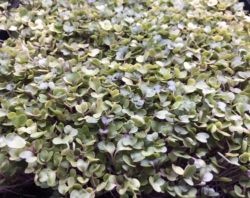 A bowl of salad topped with a colorful variety of freshly harvested microgreens.