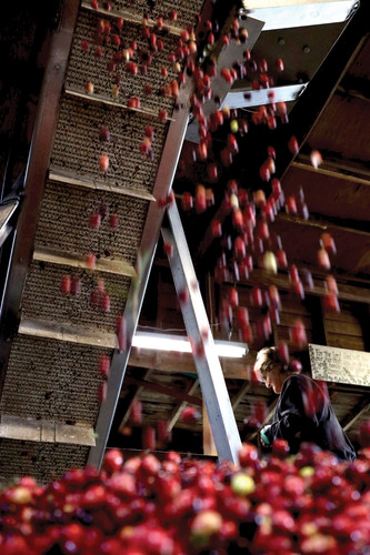 cranberry festival Copy.jpg