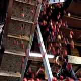 cranberry festival Copy