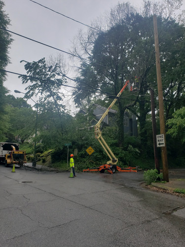 Tree Removal Service.jpg