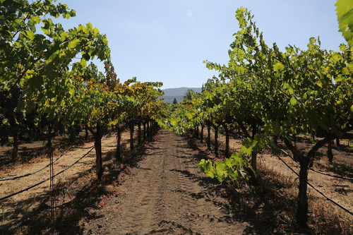 Explore the Best Sonoma Wine Tours with Tour Napa Sonoma Wines.png