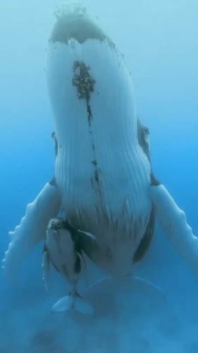 WEcVzBE0egfdQMzv.jpg