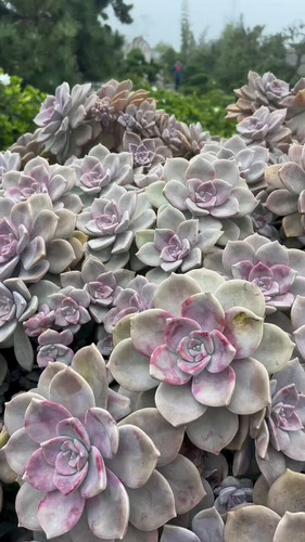 smOmpPNwQV 54T8x.jpg