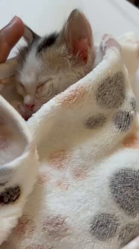 tsaasjCfUZovMYVv.jpg