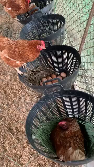 rc 1kUr heLwolju.jpg