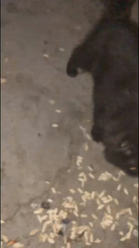 mxfdX AJ lMArr5n.jpg