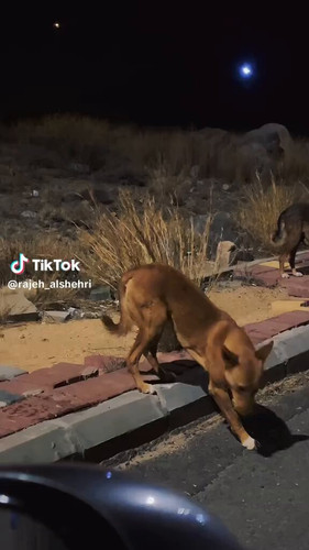 de ShScqvYDDlYPA.jpg