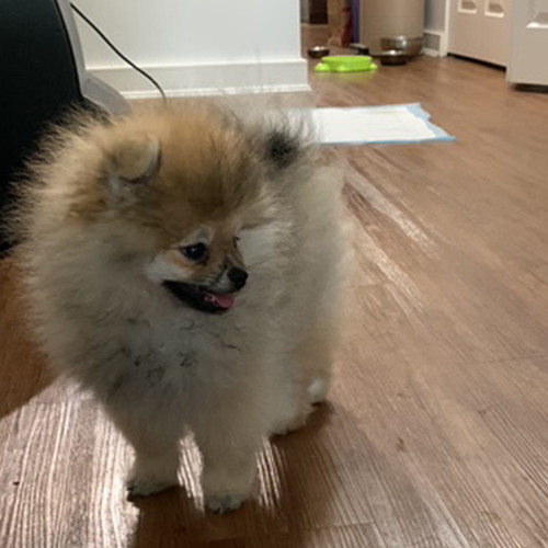 DOG003.jpg