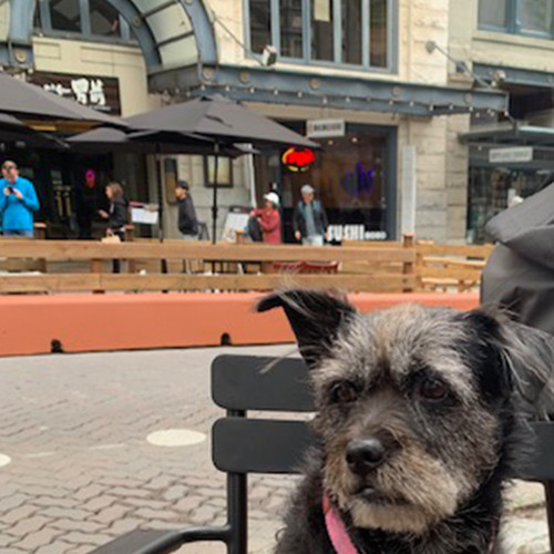 DOG004.jpg
