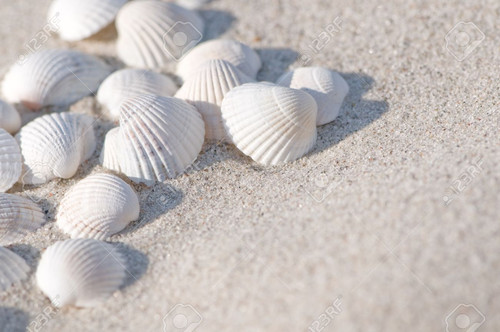 42544833 white sea shells in the sand maritime impressions.jpg