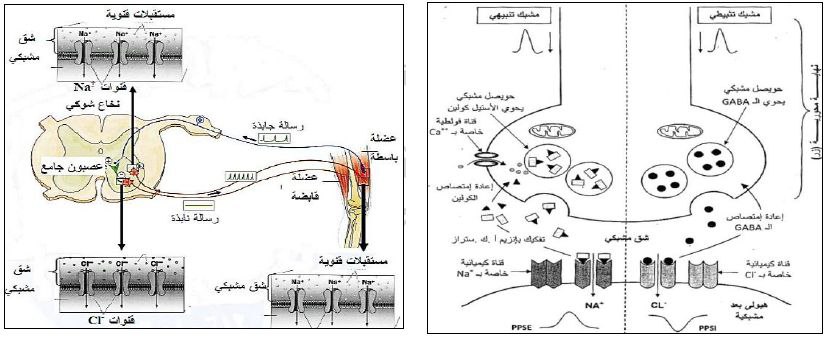 الوثيقة 2