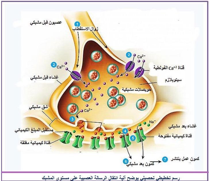 الوثيقة 2