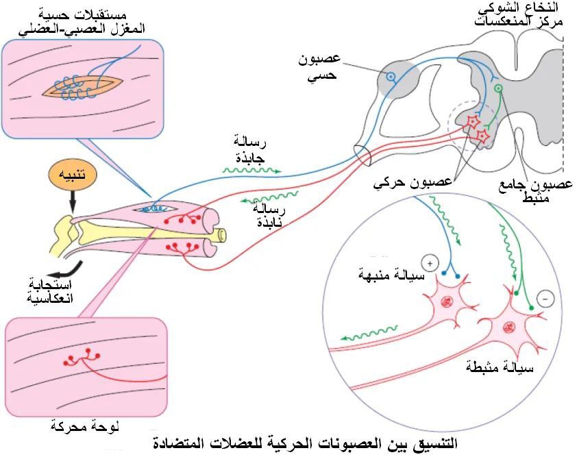 الوثيقة 2