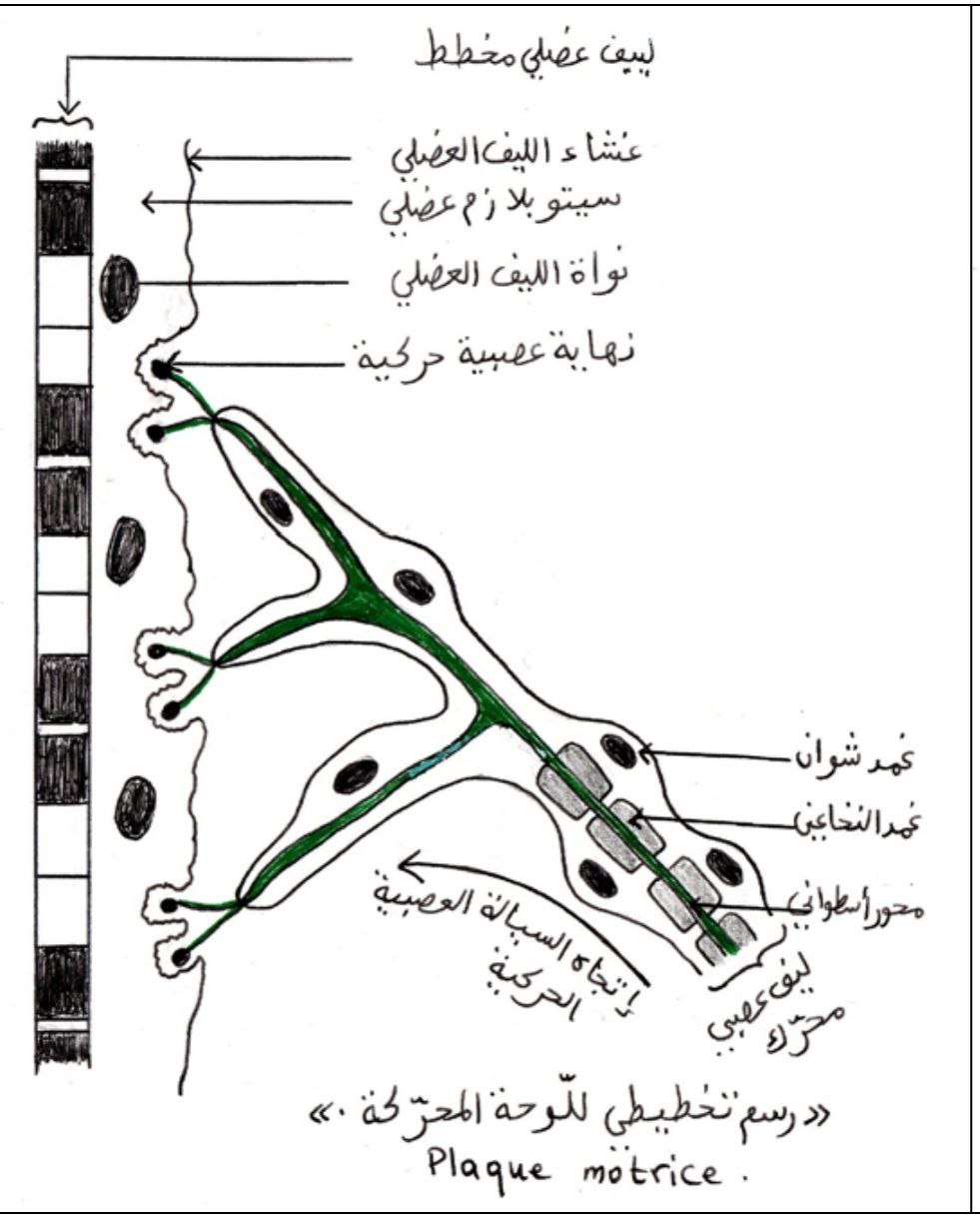 الوثيقة 2
