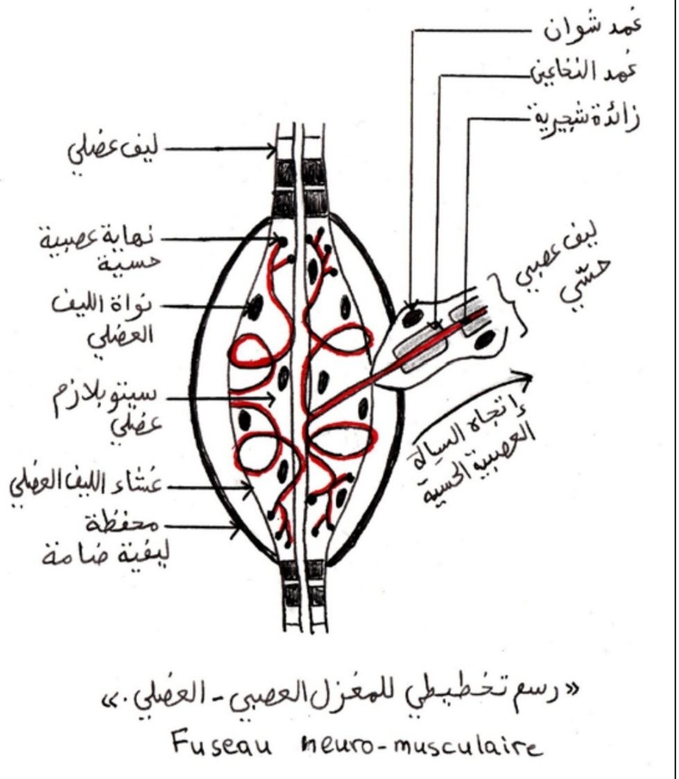 الوثيقة 2