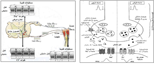 YYYY 6 28 03 45 Section 295 1 الادماج العصبي.png