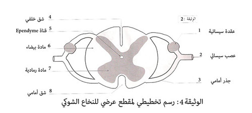 مقطع+عرضي+للنخاع+الشوكي.jpg