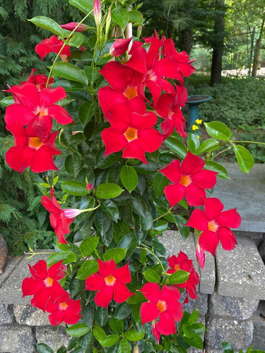 27 Plants That Bloom All Summer Long in Your Garden.jpg
