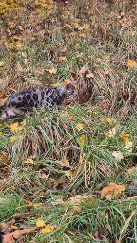 owGLeZ yLTIYZLE4.jpg