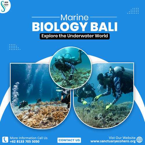 Marine Biology Bali – Explore the Underwater World.jpg