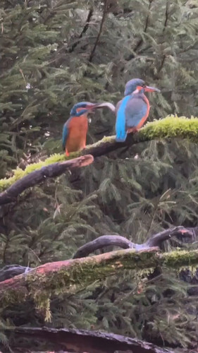 wI gs2oWrD FWIx5.jpg