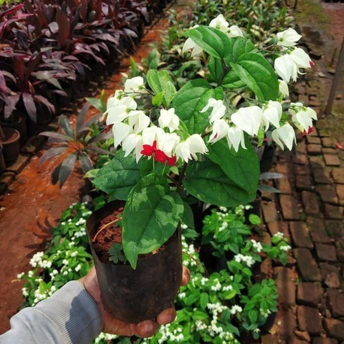 cloud farm hybrid and bleeding h.jpg