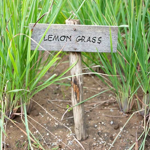 perennial no yes lemon grass liv.jpg