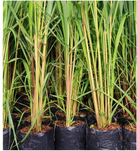 lemon grass plant 1 greenursery.jpg