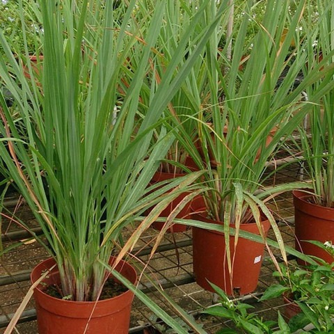 lemon grass live natural plant p.jpg