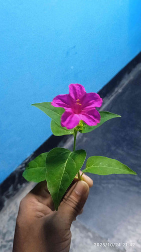 4e6d03aed898.jpg