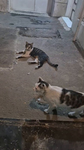 lwRjZ3DkLRoD G38.jpg