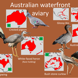 Planckendael Australian waterfront aviary