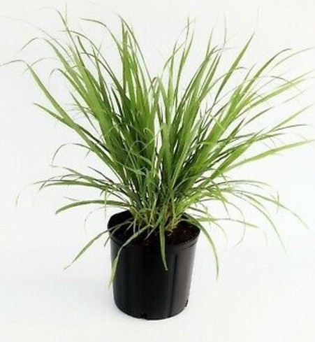 gs000130 1 greenshade original i.jpg