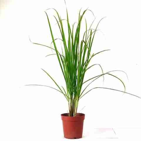 lemon grass live plant with pot.jpg