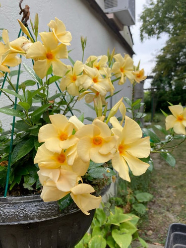 Garden 💐.jpg
