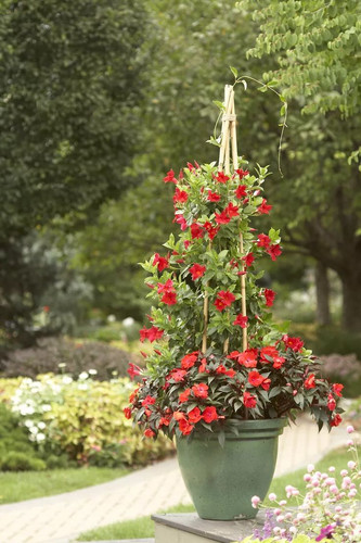 6 Must Know Tips for Growing Stunning Mandevilla Plants in Pots to Enjoy Their Flowers All Summer.jpg