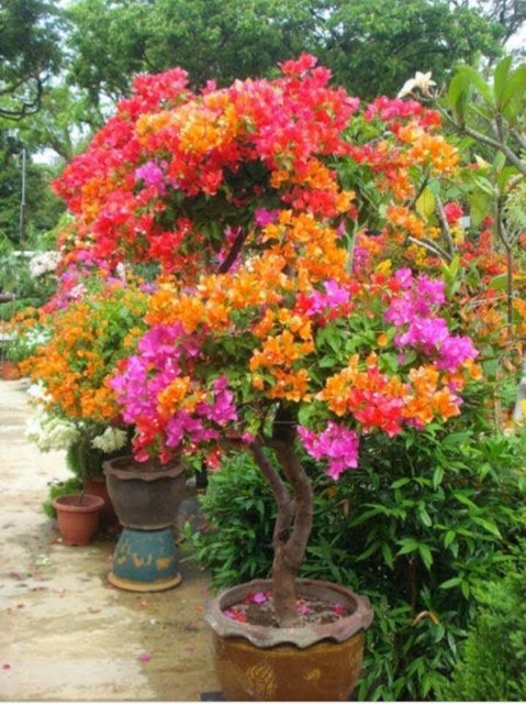 no annual yes rh273 small 1 pot.jpg