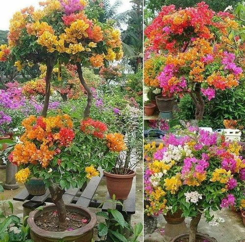 greenzilla multicolor bougainvil (1).jpg